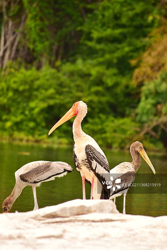 栖息在湖面上的鸟类特写图片素材