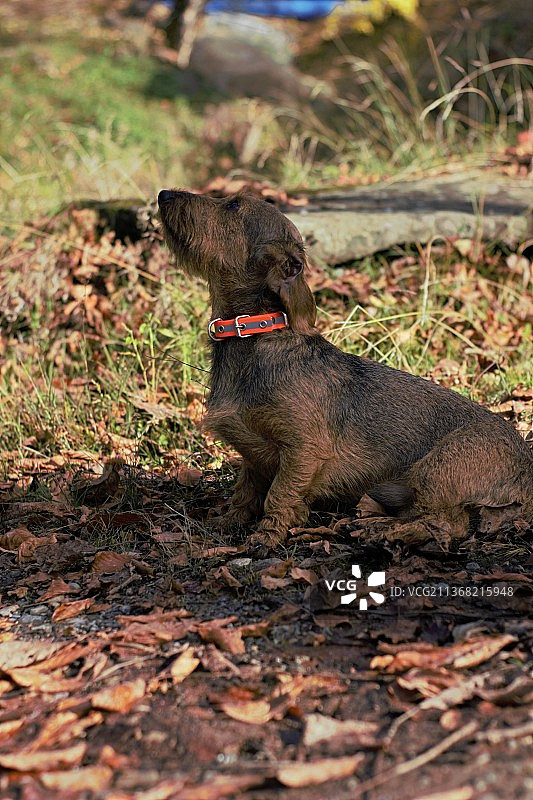 保加利亚田野上的腊肠犬特写图片素材