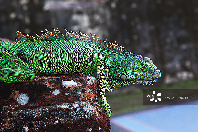 岩石上鬣蜥的特写图片素材