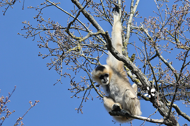 白颊长臂猿，树上考拉的低角度视图，法国图片素材