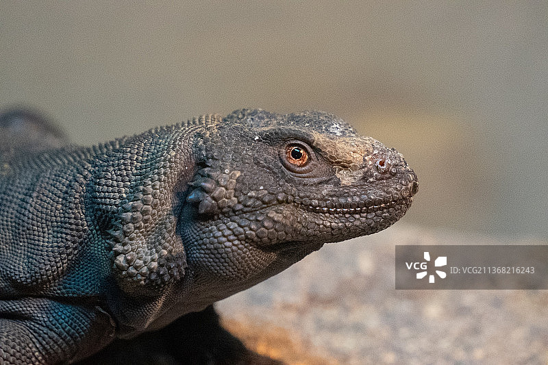 孤独的蜥蜴：鬣蜥特写图片素材