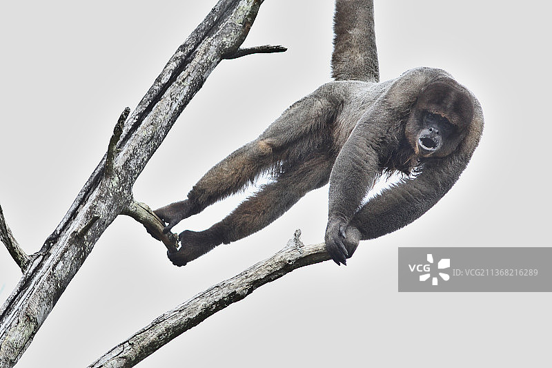 不要寻找长毛猴，勒居罗，罗曼涅，法国图片素材