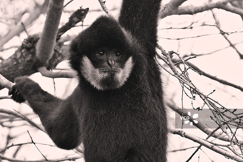 坐在树上的白颊长臂猿，低角度拍摄，法国罗曼涅勒古罗图片素材