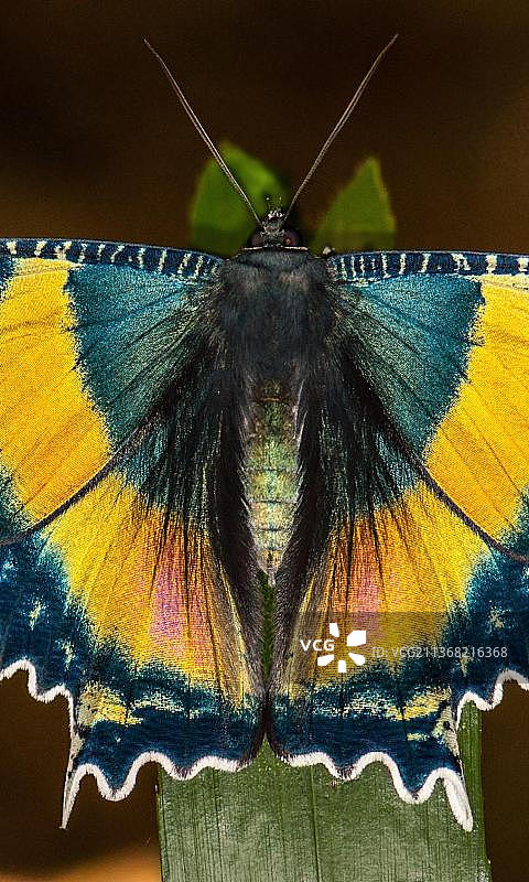 蝴蝶在叶子上的特写图片素材