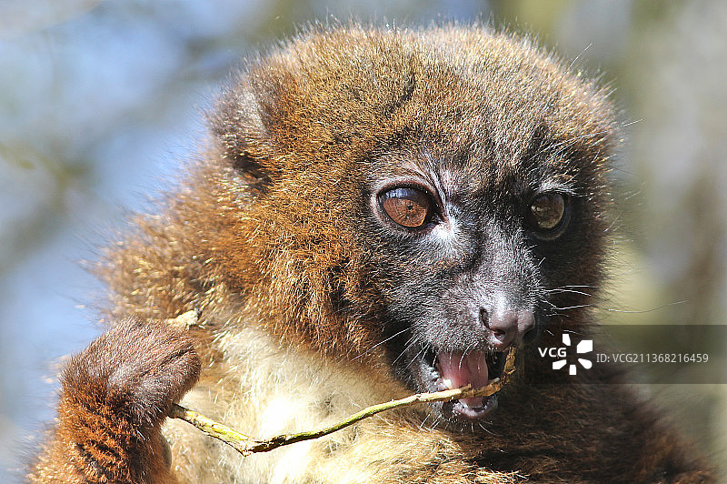 红腹狐猴在法国罗曼涅勒戈罗的特写图片素材