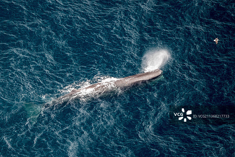 海上船只的抹香鲸鸟瞰图图片素材
