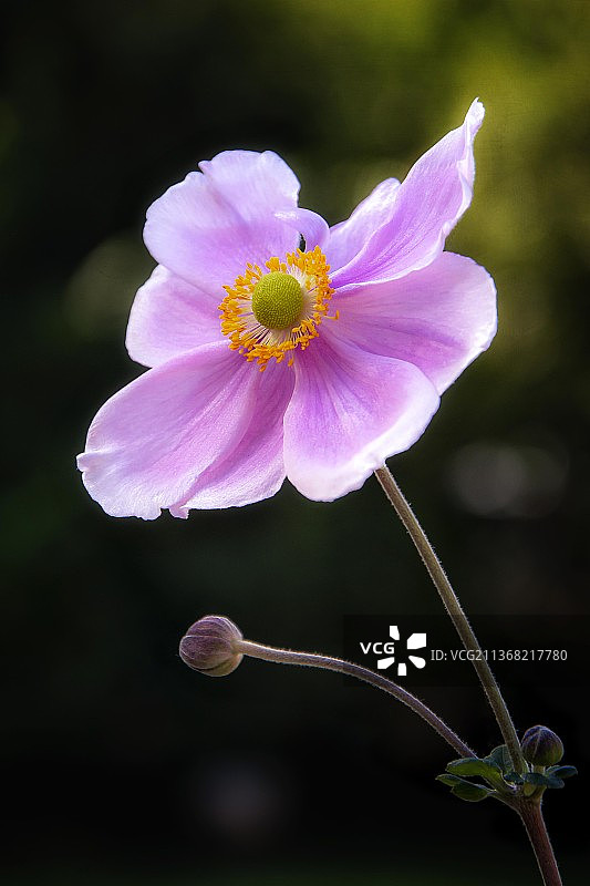 海葵特写粉色花朵图片素材