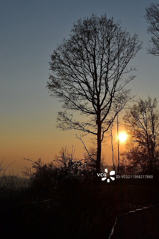 日落时分树林中的金色阳光，天空映衬着光秃秃的树木轮廓图片素材