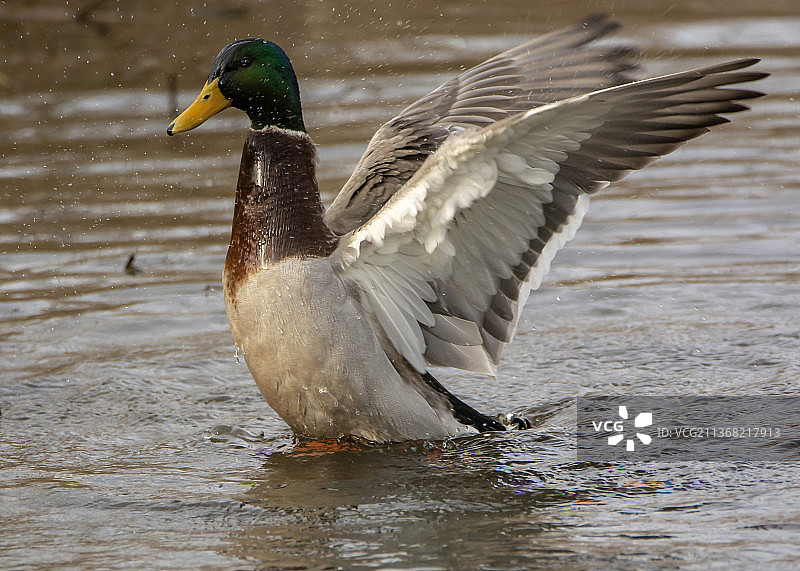 绿头鸭在湖里游泳的特写镜头图片素材