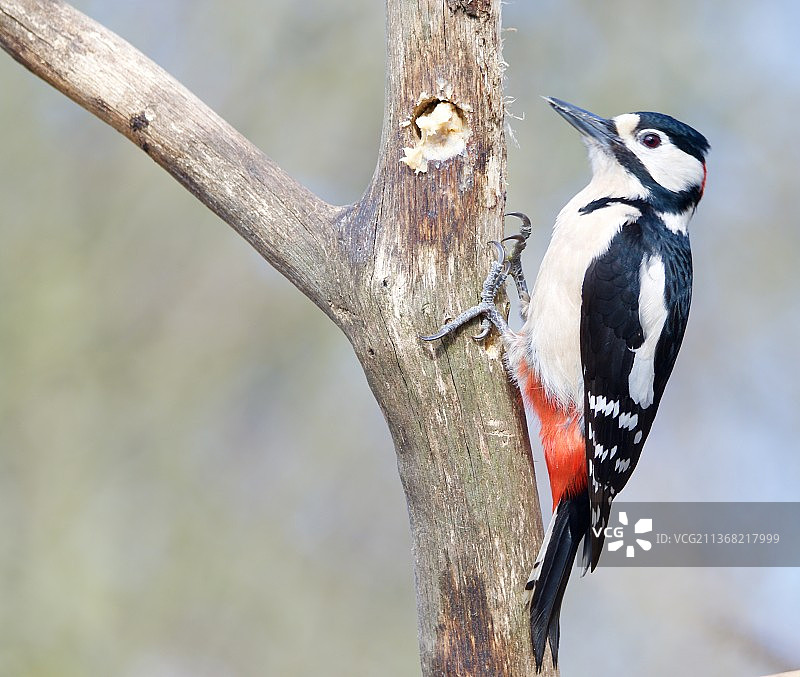 再次光临，大斑啄木鸟栖息在树干上的特写图片素材