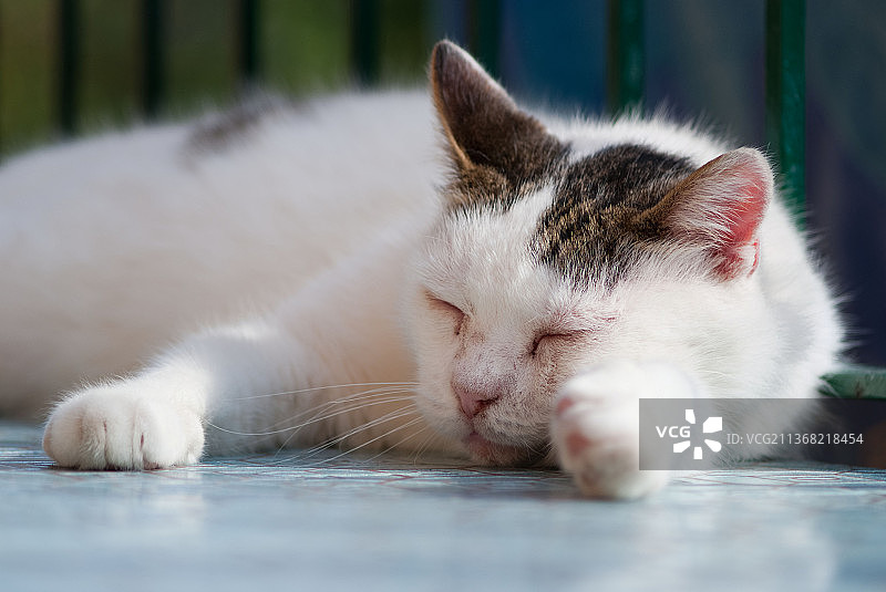 睡猫特写图片素材