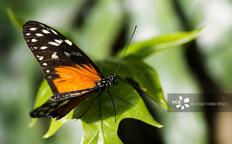 蝴蝶：蝴蝶在花上采蜜的特写，美国密歇根州大急流城图片素材
