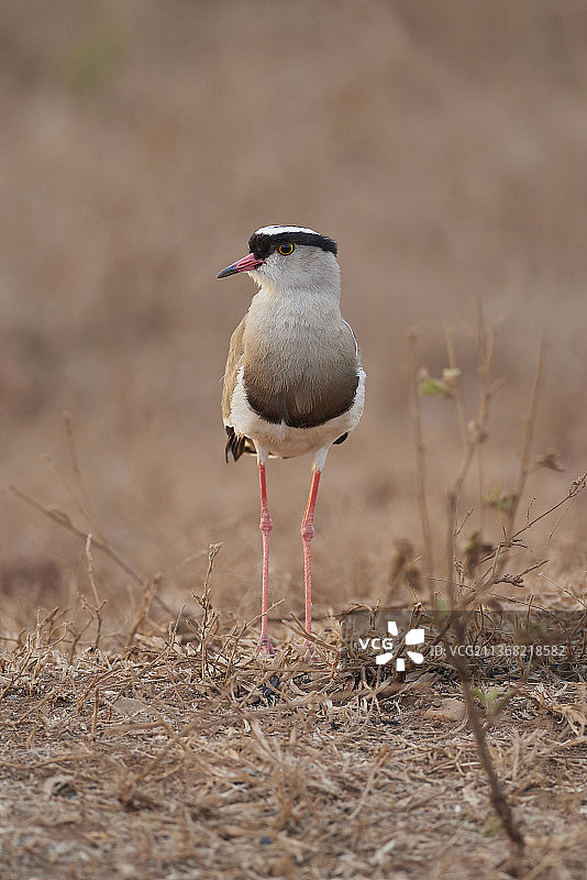 冕麦鸡特写，栖息在田野上，克鲁格国家公园，南非林波波省图片素材