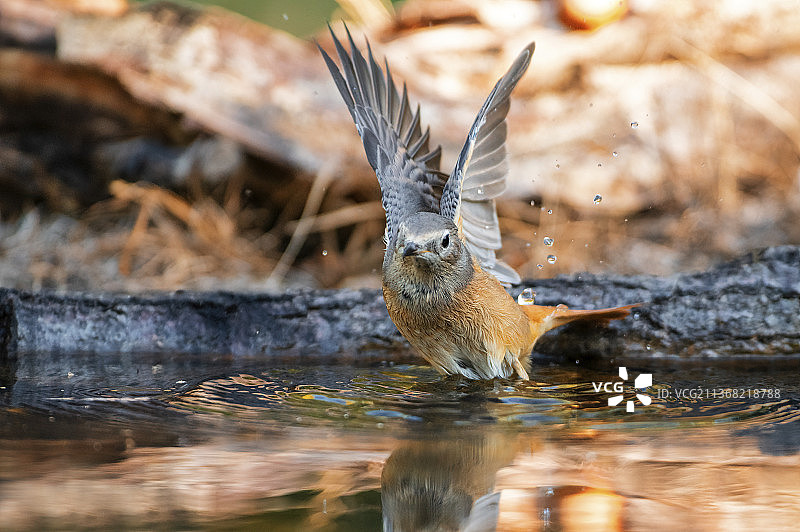 张开翅膀的红尾鸲，在意大利帕尔马湖中游泳的歌鸫特写图片素材