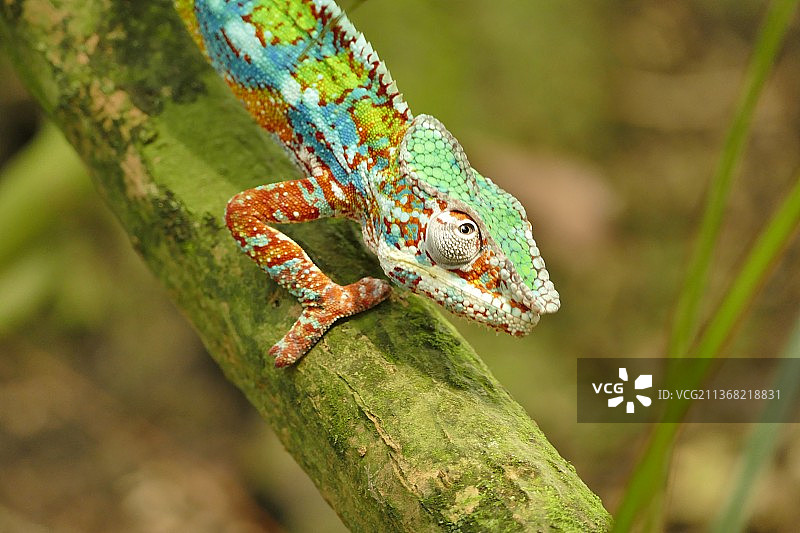 瑞士：树上的变色龙特写图片素材