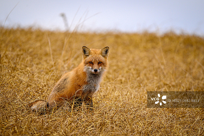 草地上红狐狸的凝视特写，美国新泽西州贝斯河图片素材