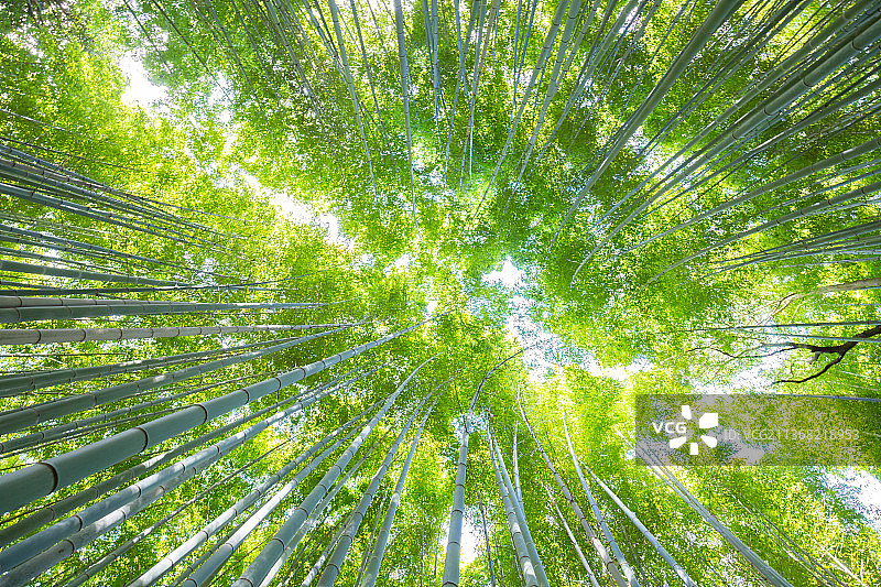 日本京都著名旅游景点竹林中的茂盛植被图片素材