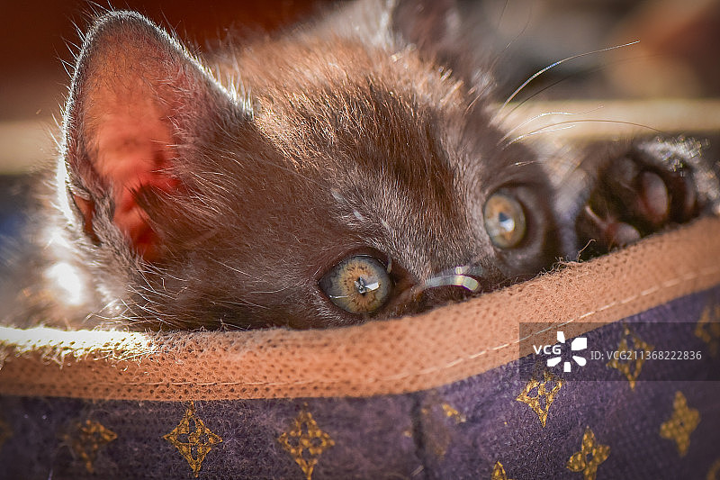 容器中猫咪的特写肖像图片素材