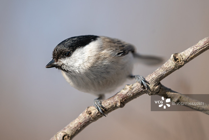 沼泽山雀在春日阳光下特写图片素材