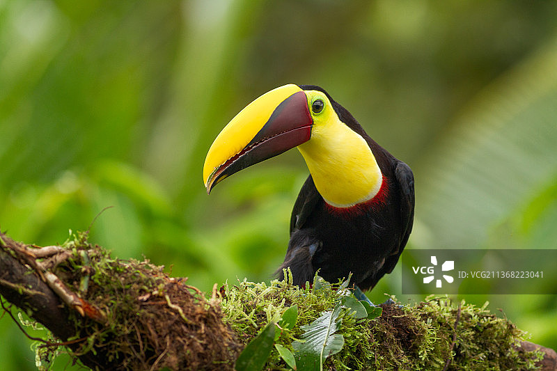 巨嘴鸟栖息在树枝上，哥斯达黎加埃雷迪亚省图片素材