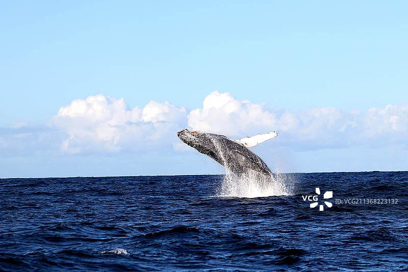 高角度拍摄的海豚在海中游泳，澳大利亚新南威尔士州悉尼图片素材