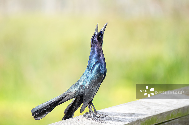 鸣禽栖息于栏杆特写，美国佛罗里达州惠灵顿图片素材