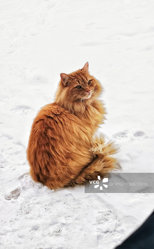我美丽的橘猫坐在雪地上图片素材