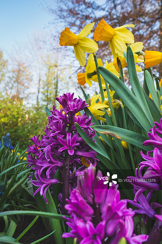 紫色植物田野特写彩色春季花园图片素材