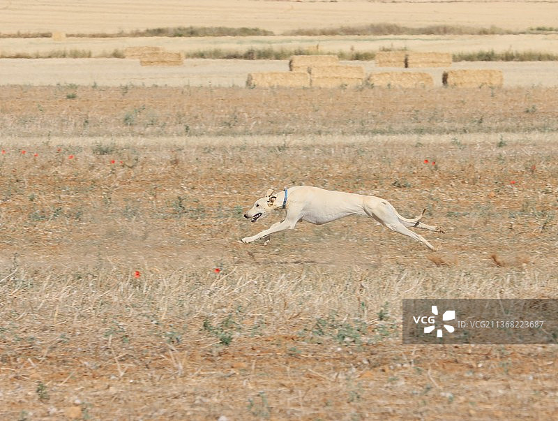 灰狗赛跑图片素材