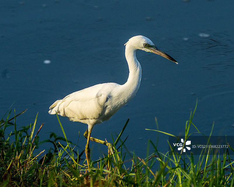 雪鹭捕食，灰鹭侧视，美国福尔基沟远足自行车道图片素材