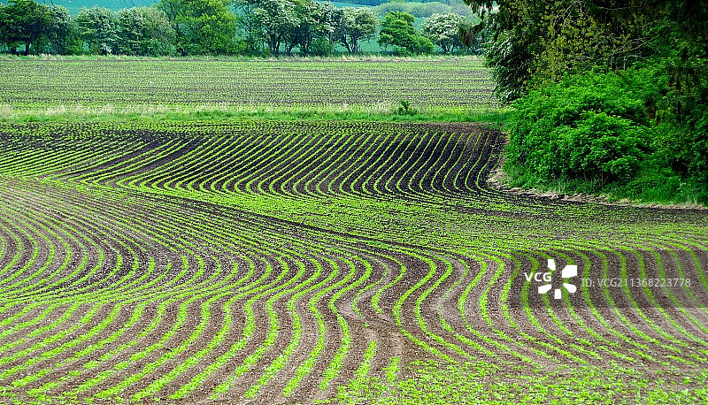 朗厄兰岛II，丹麦亨布尔的田园风光农业田图片素材