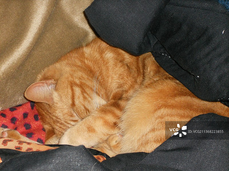 高角度拍摄：小狗在床上睡觉图片素材