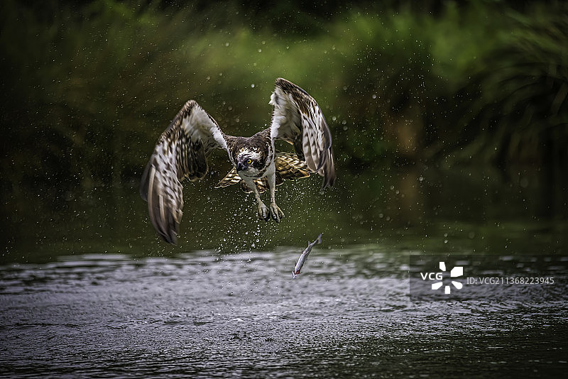 鹗在英国拉特兰湖上飞行的特写图片素材