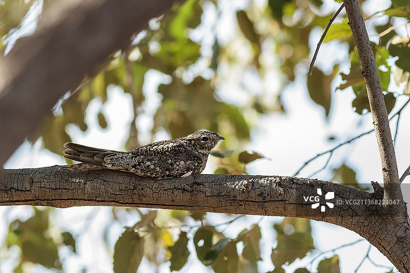 小夜鹰，哥斯达黎加瓜纳卡斯特树上的蜥蜴低角度视图图片素材