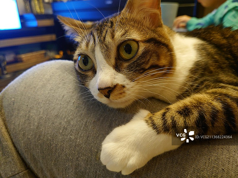 猫咪居家放松特写图片素材