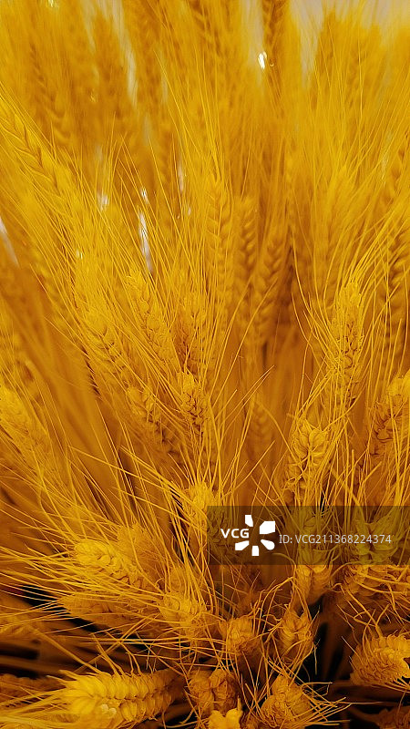 黄色羽毛特写图片素材