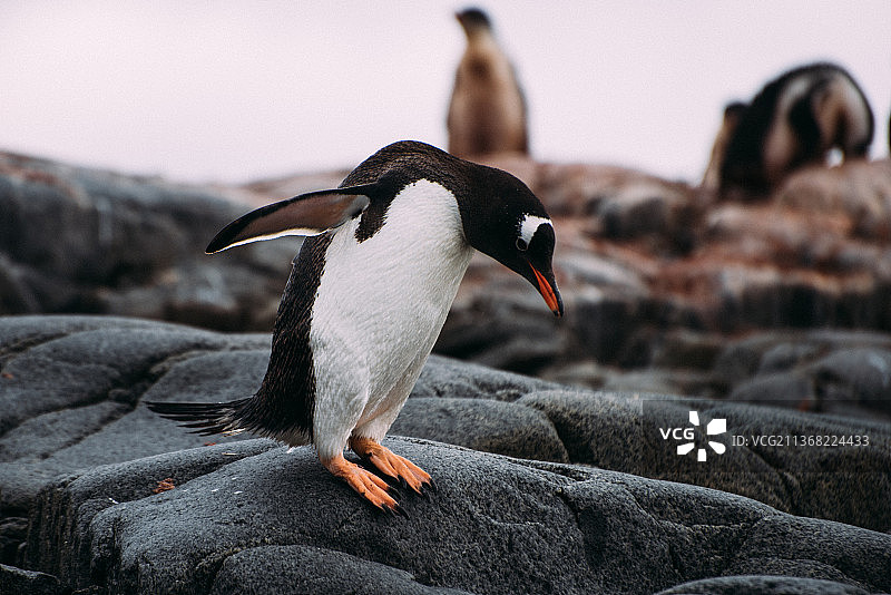 岩石上的巴布亚企鹅特写图片素材