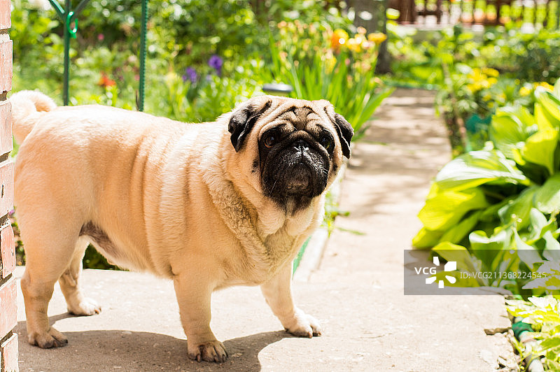 站在人行道上的哈巴狗肖像图片素材