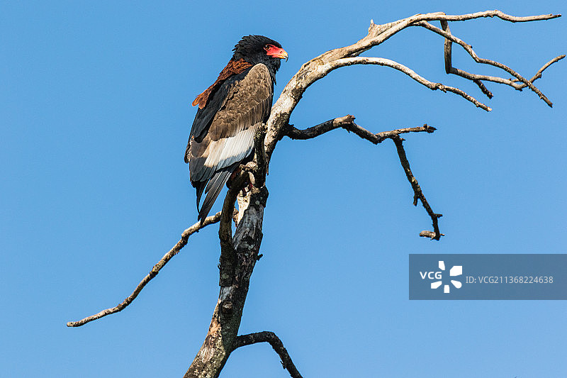 肯尼亚纳罗克郡：栖息在树枝上的冕雕图片素材