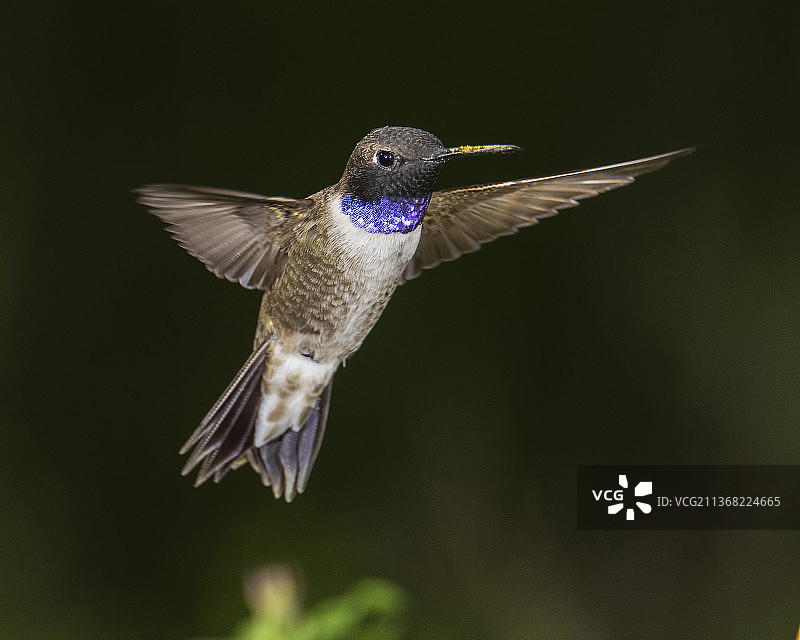 雄性黑颏蜂鸟悬停，蜂鸟在空中飞行的特写图片素材