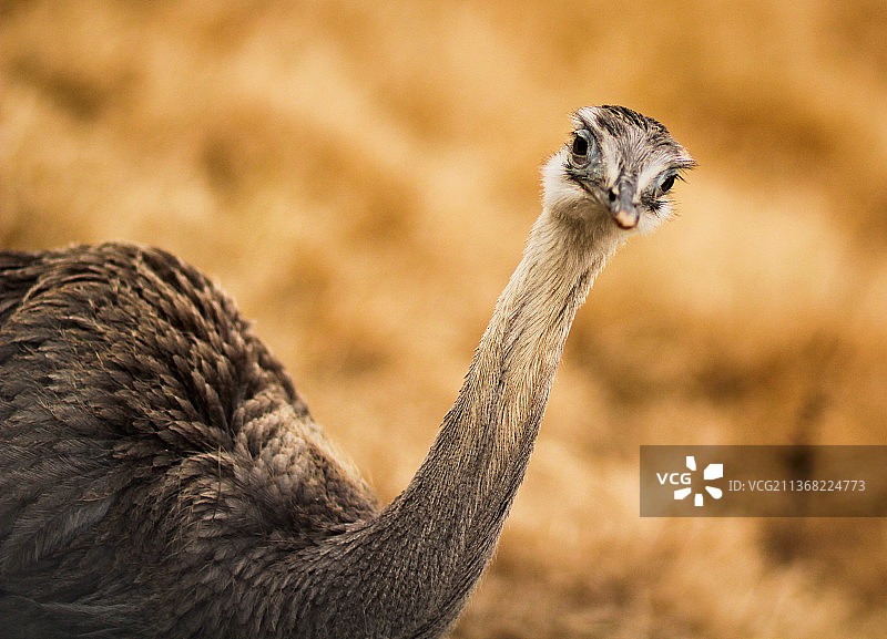 探头凝视的鸵鸟，近距离观察美洲鸵，美国德克萨斯州圣安东尼奥图片素材
