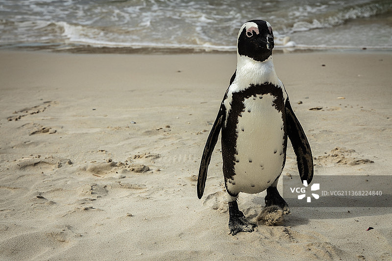 黑脚企鹅，在南非开普敦海滩岸边图片素材