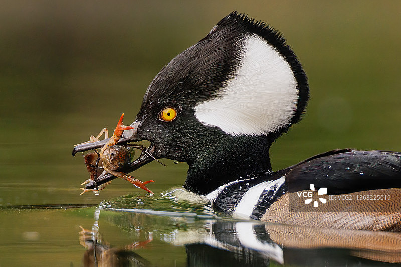 正在享用零食的雄性凤头潜鸭图片素材