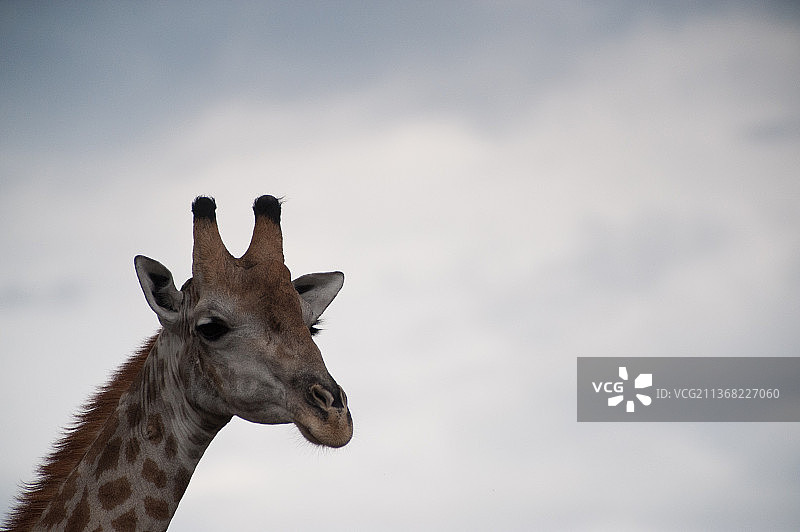 长颈鹿头部特写，低角度拍摄图片素材