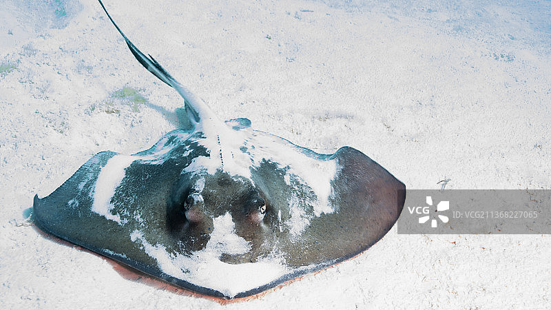 加勒比海的黄貂鱼，墨西哥金塔纳罗奥州科苏梅尔岛雪景高角度视图图片素材