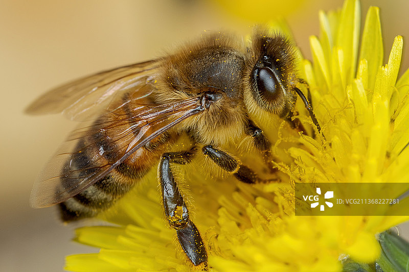 蜜蜂采蜜特写，意大利那不勒斯帕特里亚湖图片素材