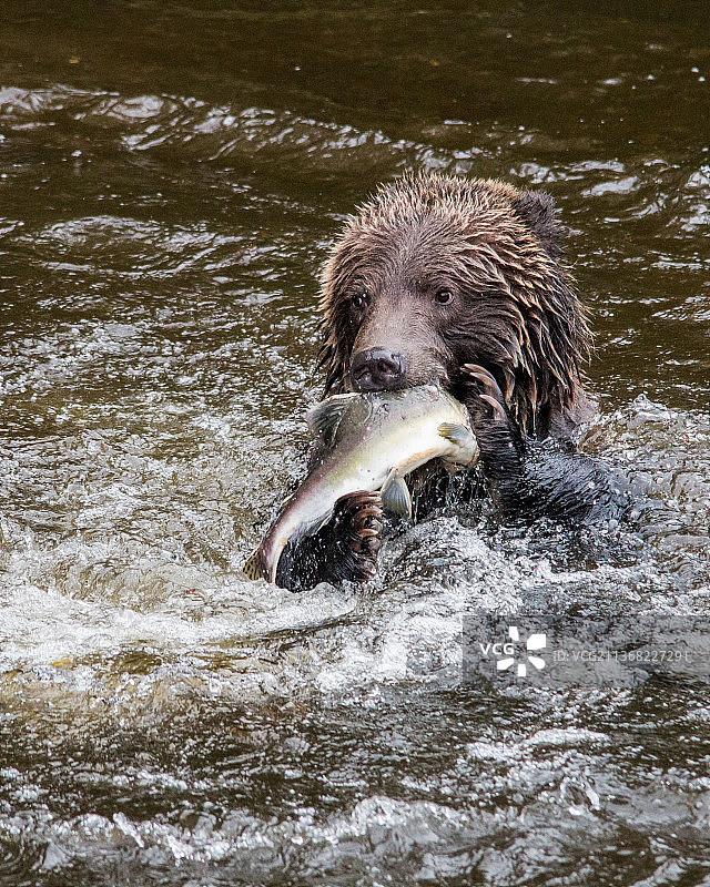 棕色灰熊在阿拉斯加湖中吃鲑鱼特写图片素材