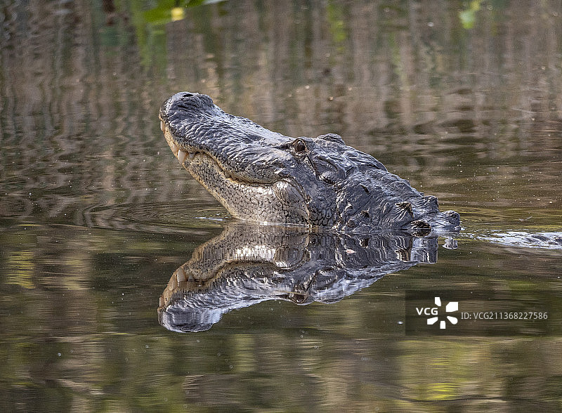 佛罗里达的年幼美国短吻鳄图片素材