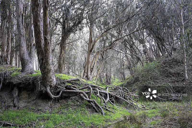榕树根，森林中的树木，美国加利福尼亚州图片素材