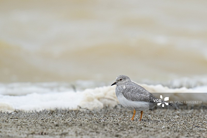 麦哲伦珩，沙滩上的海鸥特写图片素材